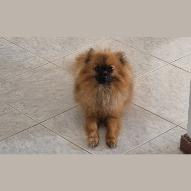 Photo of Gizmo