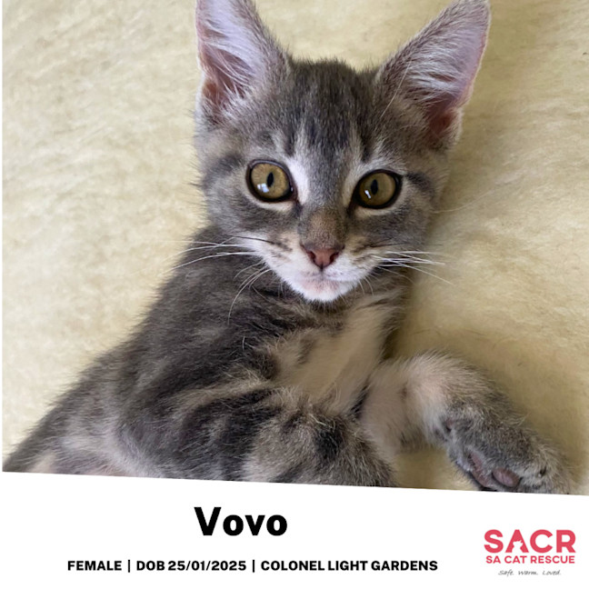 Photo of Vovo