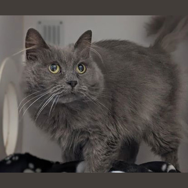Photo of Willow