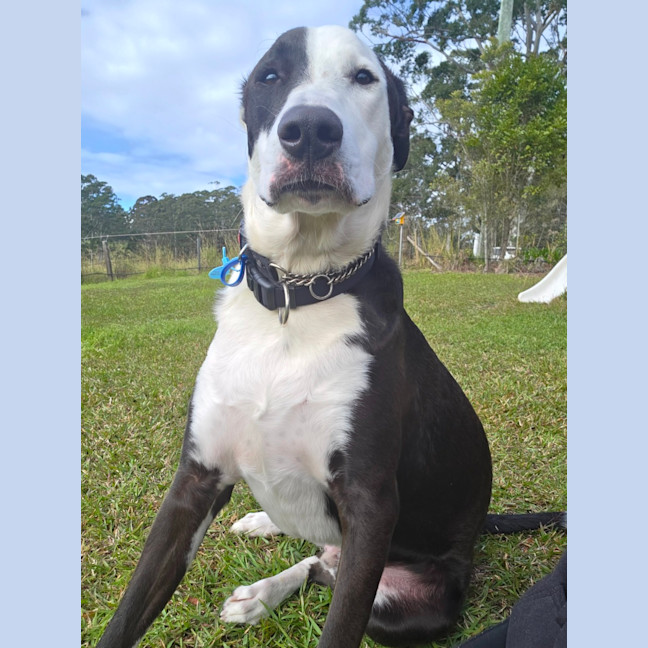 Photo of Diesel
