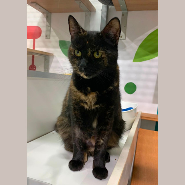 Photo of Petal