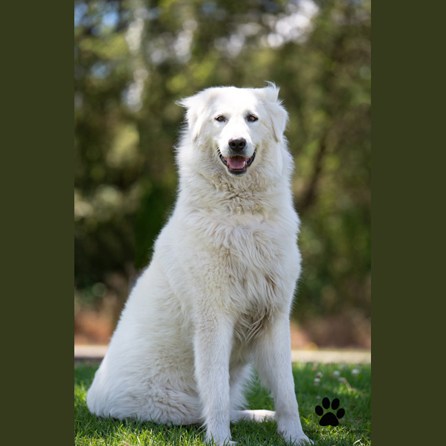 Photo of Luna