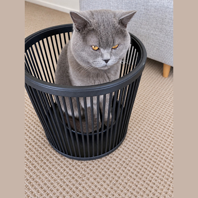 Photo of Winston