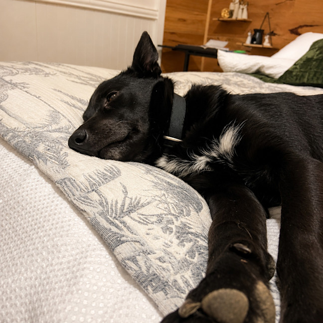 Photo of Max