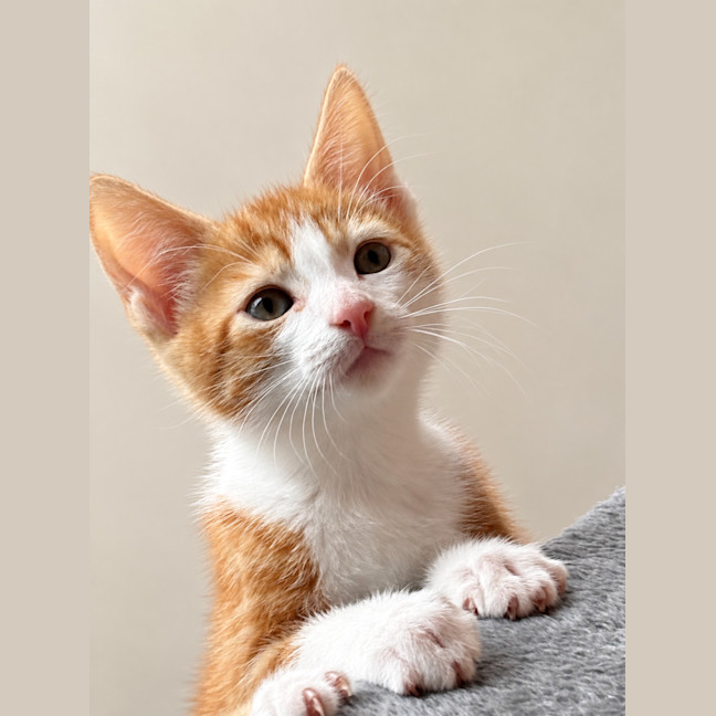 Photo of Ryder 🐾🐾🧡