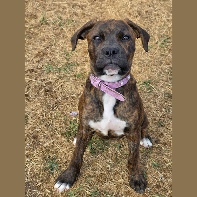 Photo of Willow