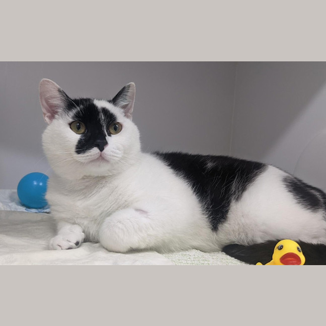 Photo of Mister Moo