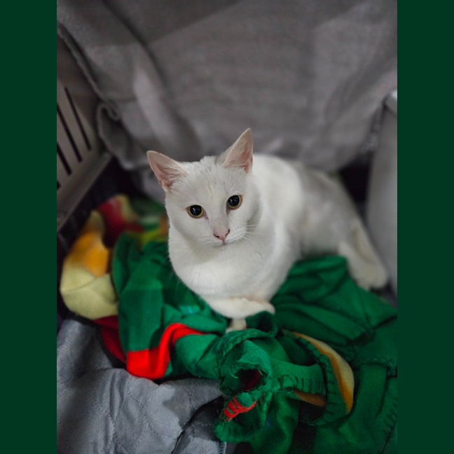 Photo of Minnie Me
