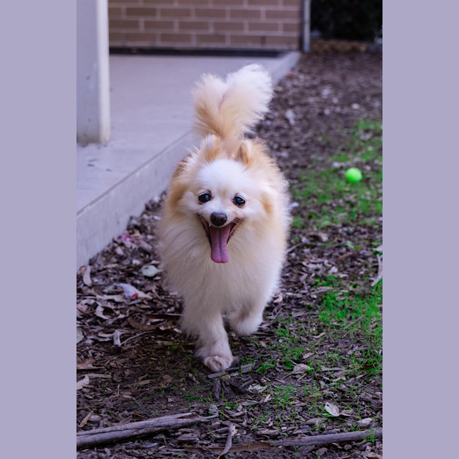 Photo of Bellatrix