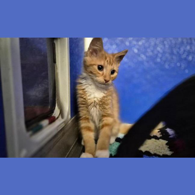 Photo of Tigger