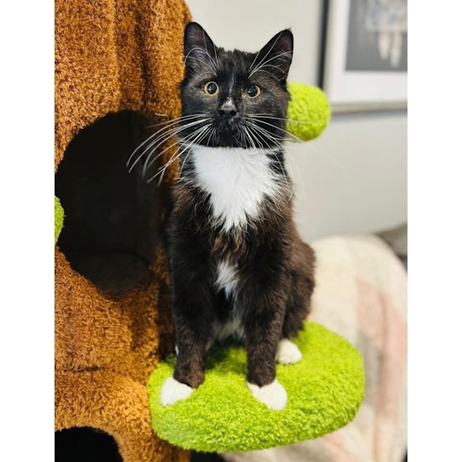 Photo of 13144   Tuxie