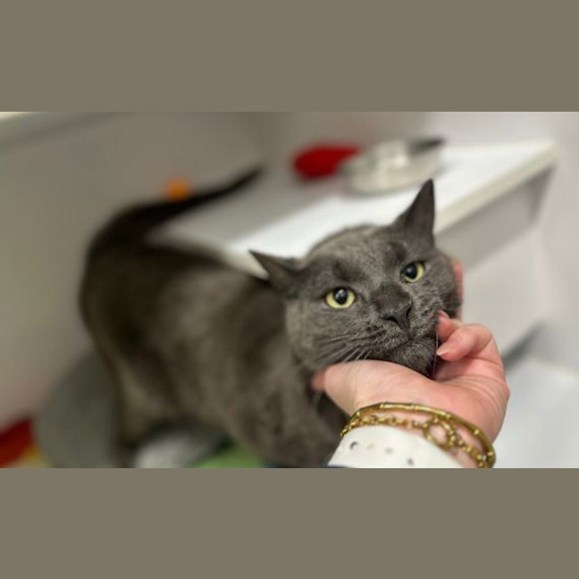 Photo of Toby