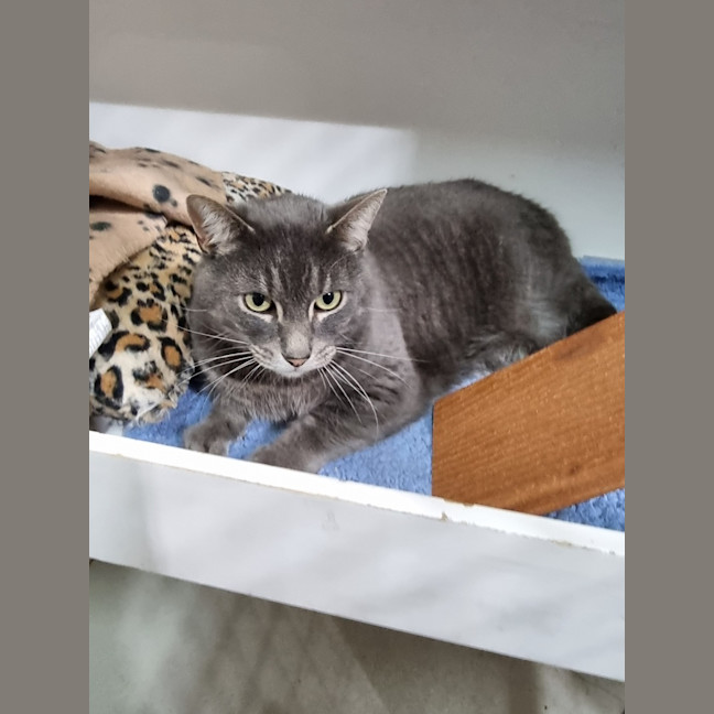 Photo of Kit Kat