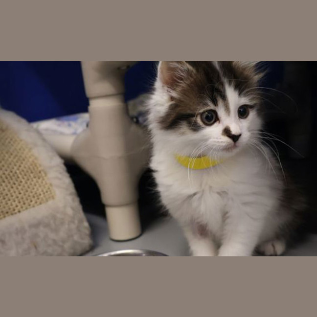 Photo of Moogie