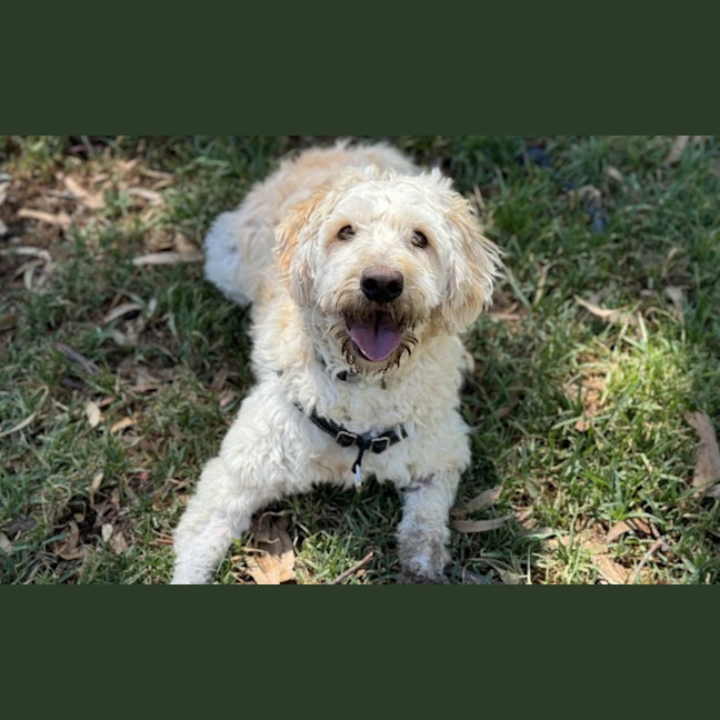 Photo of Benji