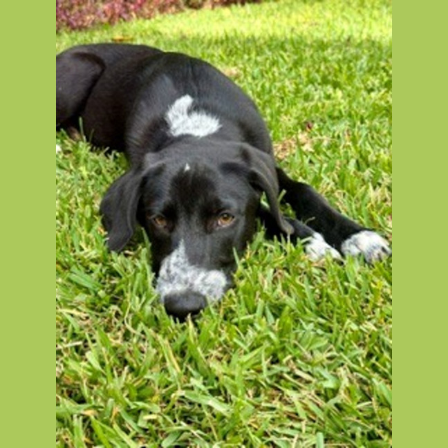 Photo of Cole   6 Month Old Dalmatian X Swiss Shepherd