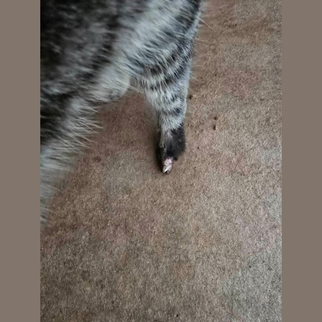 Photo of Ash