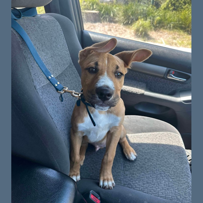 Photo of Archie (0044)