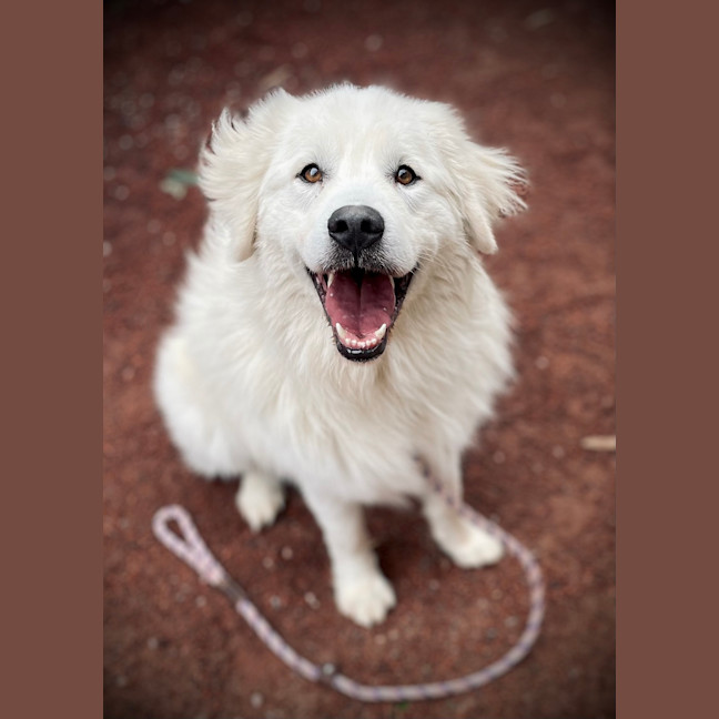 Photo of Boba
