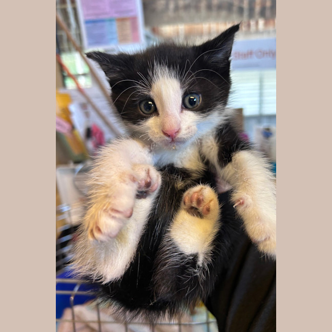 Photo of Waffles