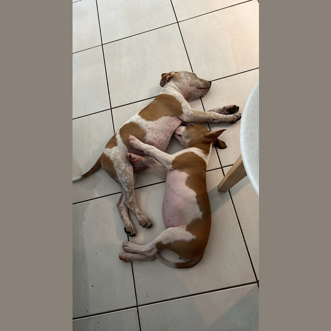 Photo of Honey (P13)