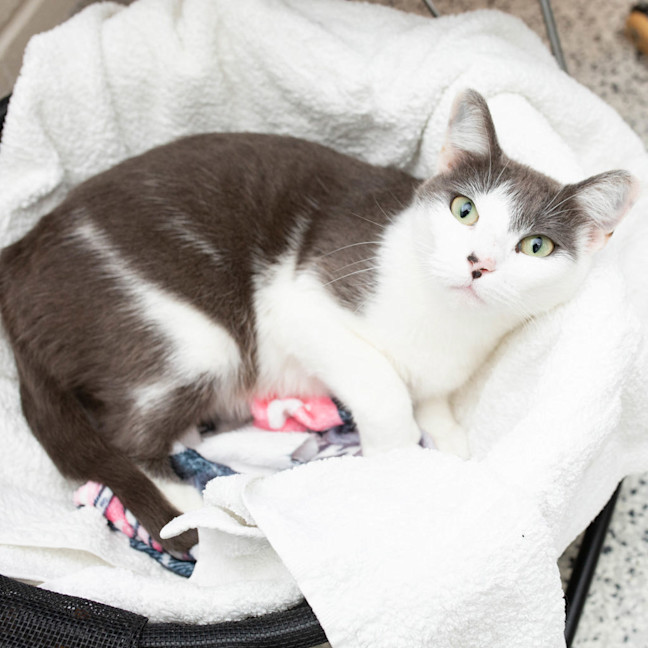 Photo of Milo