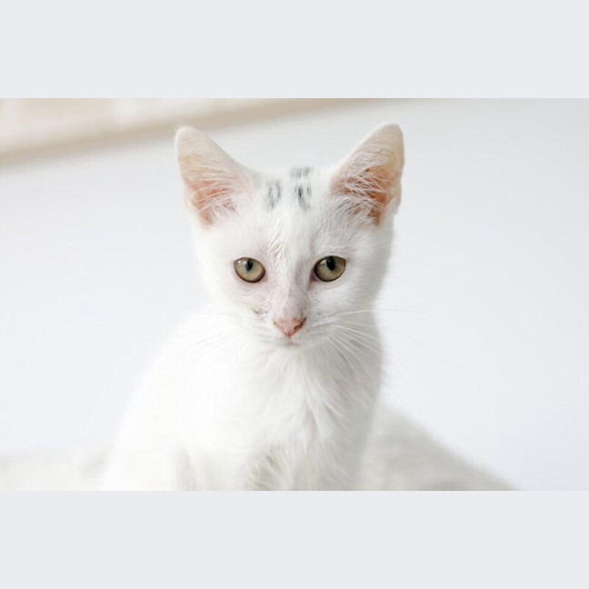 Photo of Puff