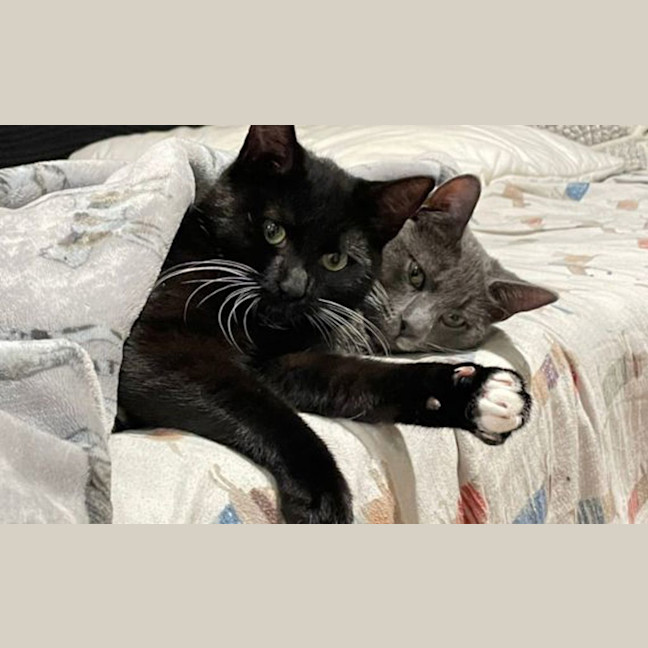 Photo of Sesame