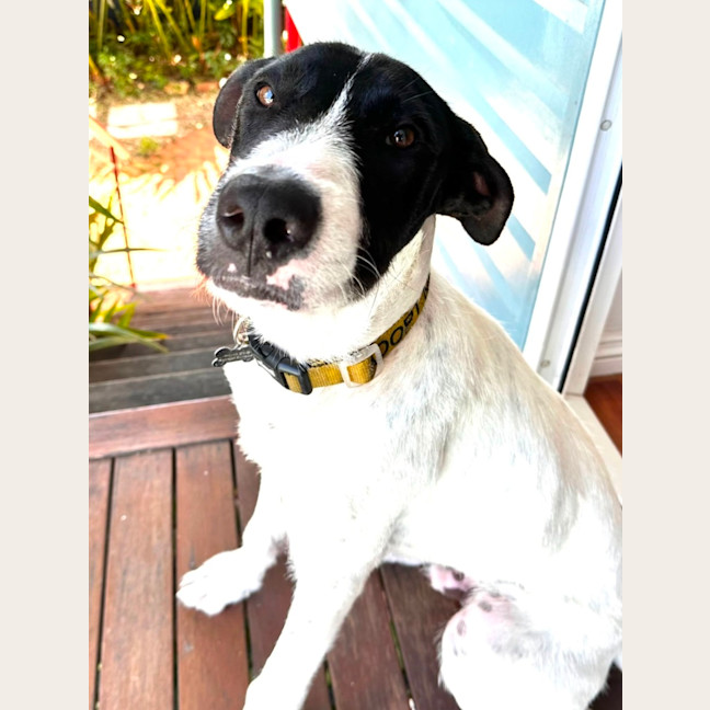 Photo of Buster