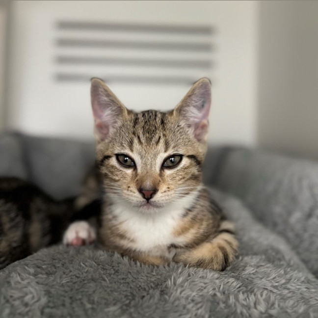 Photo of Crumble & Doughie  Meet Us @ Petstock Double Bay!