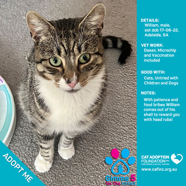 Photo of William Only $50 Prices Will Rise Soon!