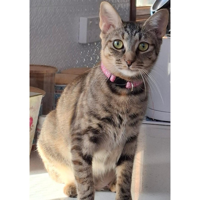 Photo of 12763   Bindi