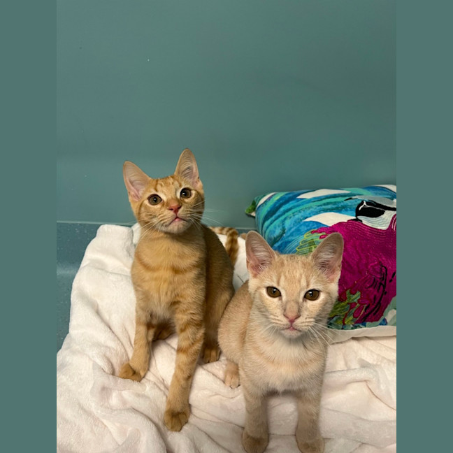 Photo of Simba And Snickers