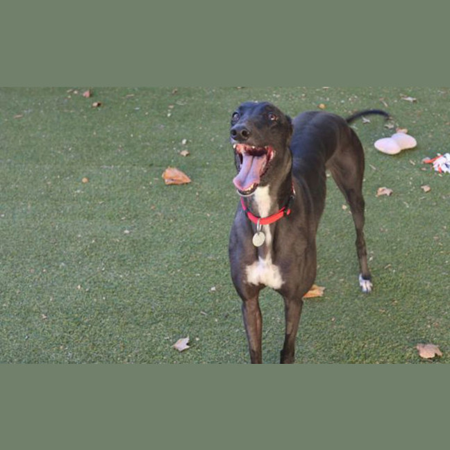 Photo of Penny