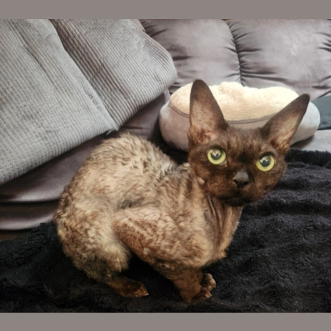 Photo of Diesel & Maggie