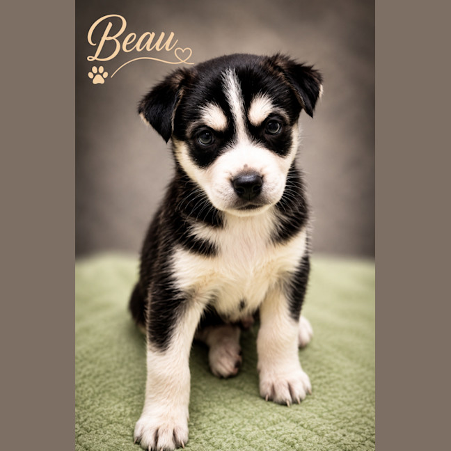 Photo of Beau