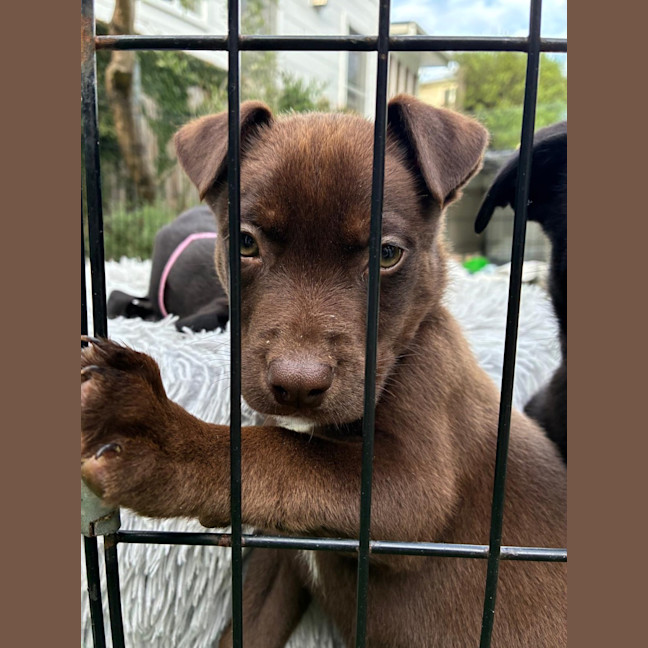 Photo of Fudge
