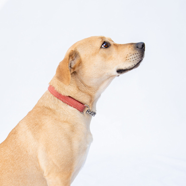 Photo of Honey