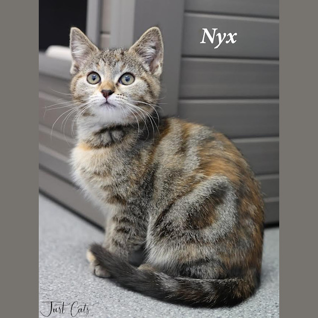 Photo of Nyx   Burnie