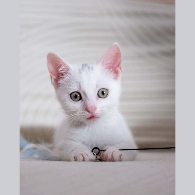 Photo of Pearl