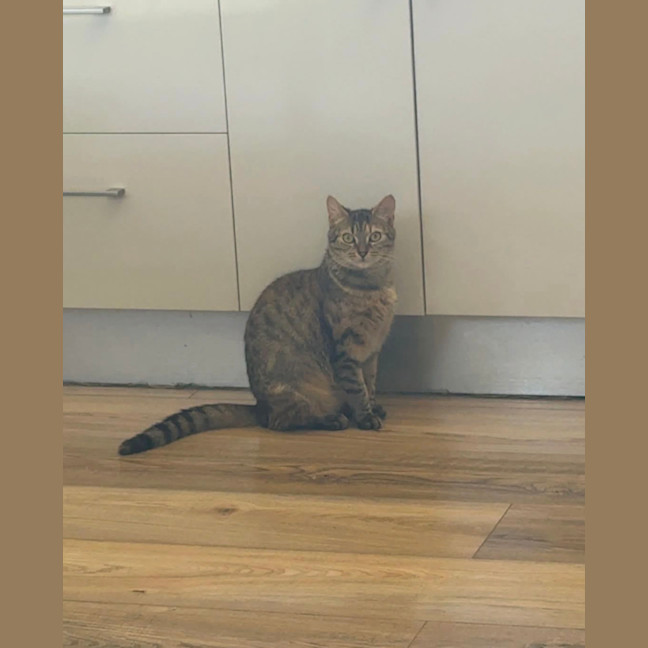Photo of Honey
