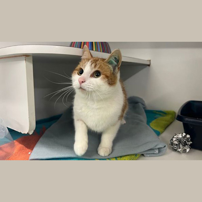 Photo of Custard