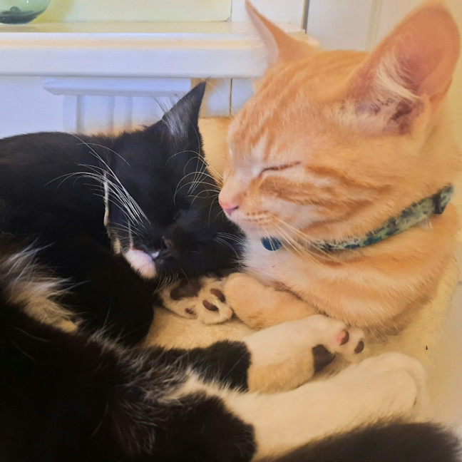 Photo of Jackson & Malakai   Located In Albert Park