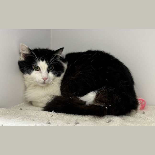 Photo of Oreo