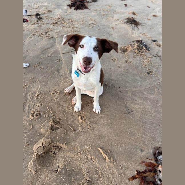 Photo of Pepper