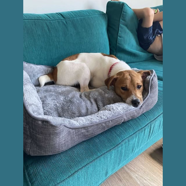 Photo of Dinky