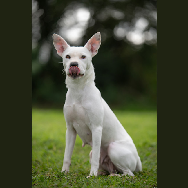 Photo of Casper