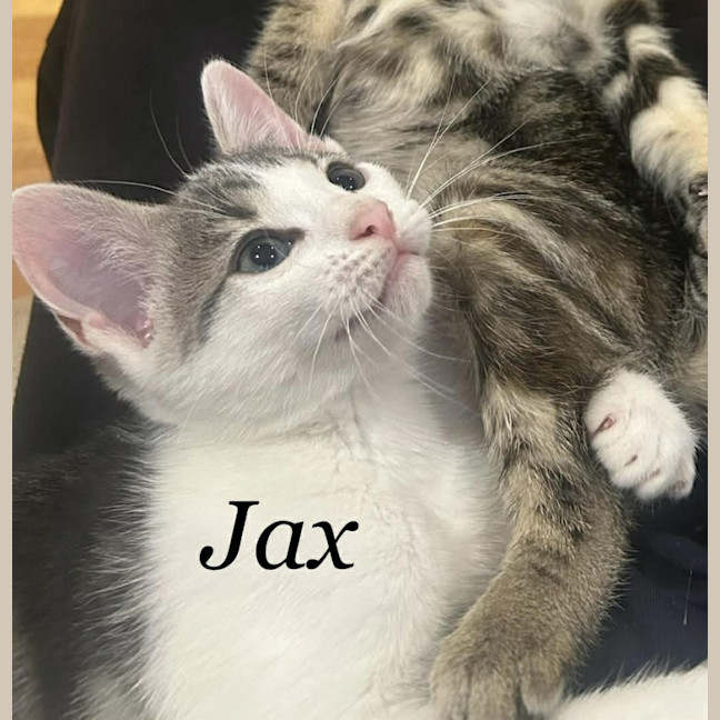 Photo of Jax