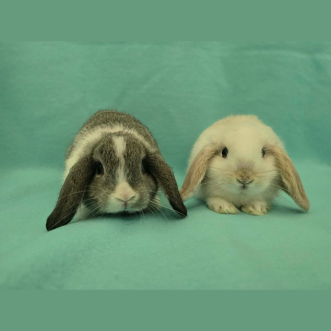 Photo of Lightning / Thunder