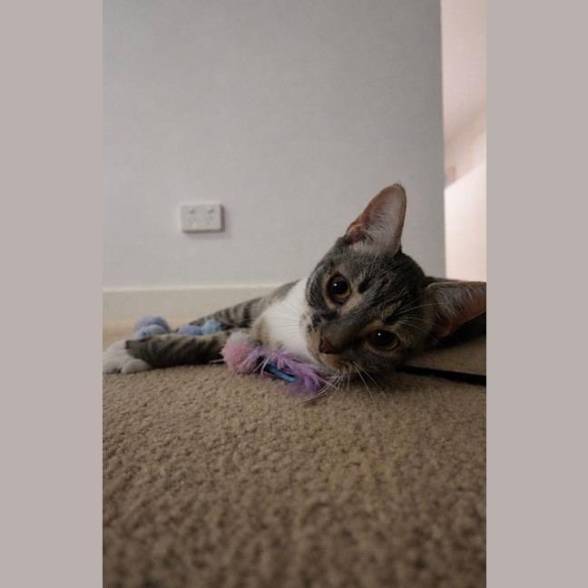 Photo of Sarabi